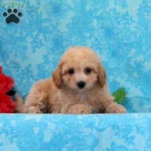 Apple, Maltipoo Puppy